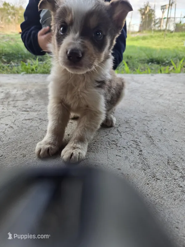 Charlie – Border Collie puppy for sale in Konawa, OK