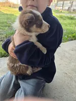 Charlie, a male Border Collie for sale in Konawa, OK – Photo 10 of 10