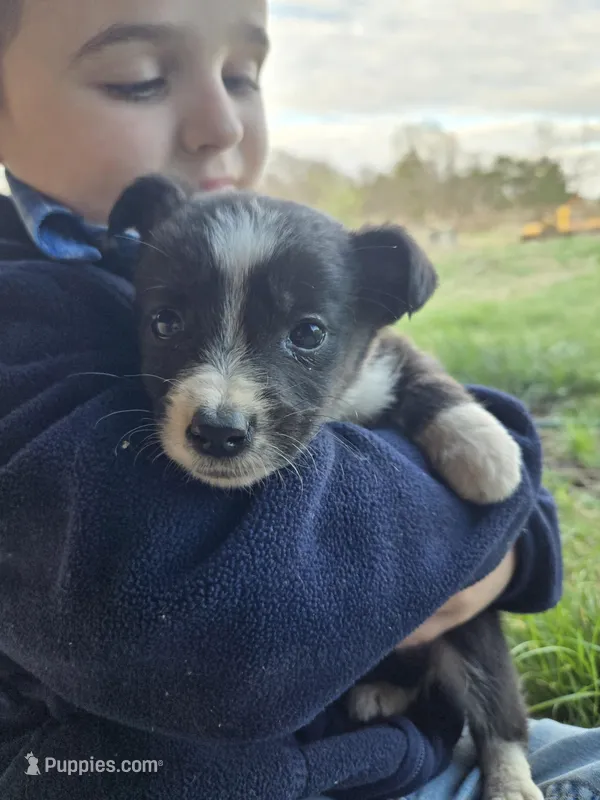 Violet – Border Collie puppy for sale in Konawa, OK