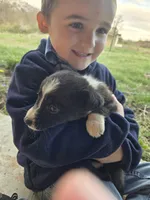 Violet, a female Border Collie for sale in Konawa, OK – Photo 3 of 10