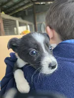 Violet, a female Border Collie for sale in Konawa, OK – Photo 5 of 10