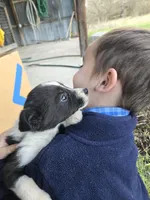 Violet, a female Border Collie for sale in Konawa, OK – Photo 9 of 10