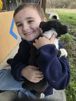 Violet, a female Border Collie for sale in Konawa, OK – Photo 2 of 10