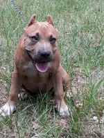KUSH, a male American Bully for sale in Moultrie, GA – 2 of 8