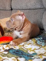 BOOGIE, a male American Bully for sale in Moultrie, GA – 6 of 9