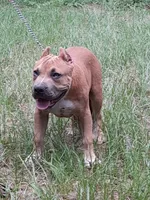 KUSH, a male American Bully for sale in Moultrie, GA – 4 of 8
