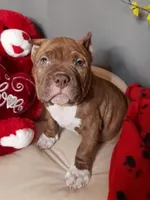 TYSON, a male American Bully for sale in Moultrie, GA – Photo 1 of 5