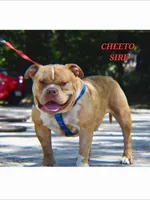 TYSON, a male American Bully for sale in Moultrie, GA – Photo 3 of 5