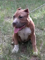 RAMSEY, a male American Bully for sale in Moultrie, GA – 4 of 8