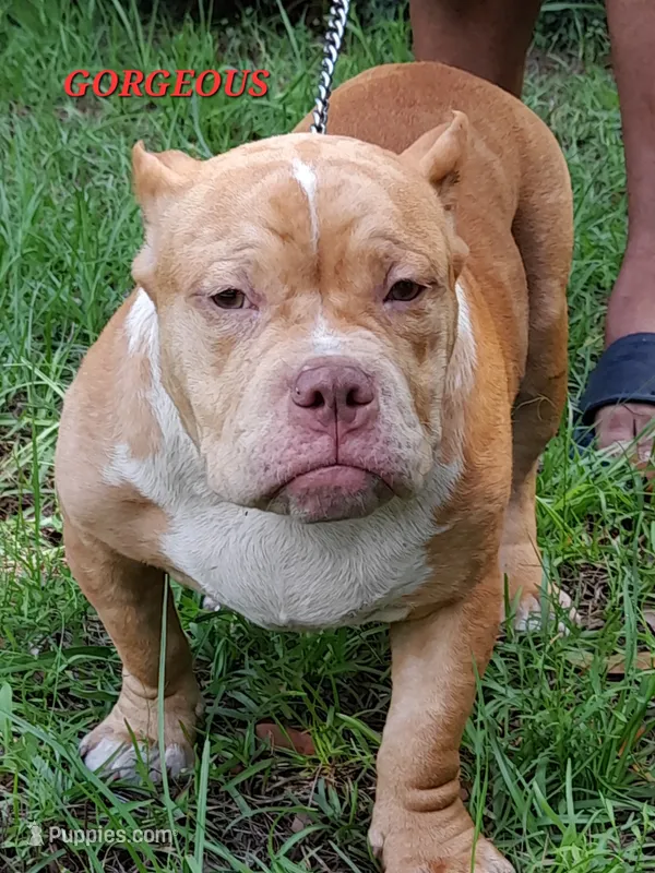 GORGEOUS – American Bully puppy on hold in Moultrie, GA