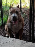 RAMSEY, a male American Bully for sale in Moultrie, GA – 6 of 10