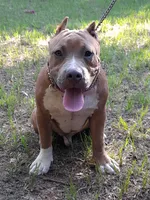 RAMSEY, a male American Bully for sale in Moultrie, GA – 3 of 10