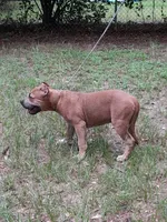 KUSH, a male American Bully for sale in Moultrie, GA – 3 of 8