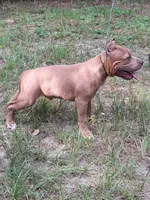 RUMBLE, a male American Bully for sale in Moultrie, GA – 2 of 5