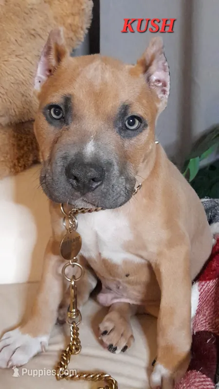 KUSH – American Bully puppy for sale in Moultrie, GA