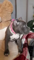 RAYNE, a female American Bully for sale in Moultrie, GA – 4 of 7