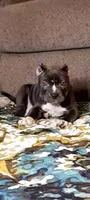 MERCEDES, a female American Bully for sale in Moultrie, GA – 2 of 6