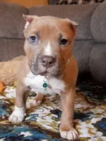 RAMSEY, a male American Bully for sale in Moultrie, GA – 2 of 7