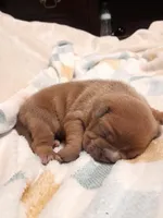 BOOGIE, a male American Bully for sale in Moultrie, GA – Photo 2 of 5