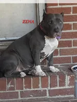 BOOGIE, a male American Bully for sale in Moultrie, GA – 8 of 9