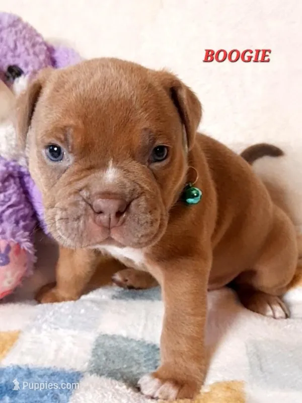 BOOGIE – American Bully puppy for sale in Moultrie, GA
