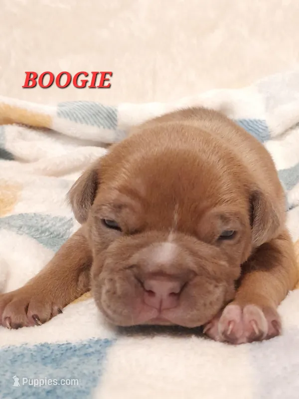 BOOGIE – American Bully puppy for sale in Moultrie, GA