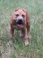 KUSH, a male American Bully for sale in Moultrie, GA – 5 of 8