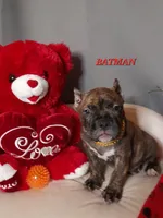 BATMAN/TONKA, a male American Bully for sale in Moultrie, GA – Photo 1 of 8