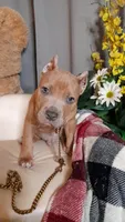 RUMBLE, a male American Bully for sale in Moultrie, GA – 2 of 8