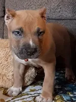 KUSH, a male American Bully for sale in Moultrie, GA – 2 of 5
