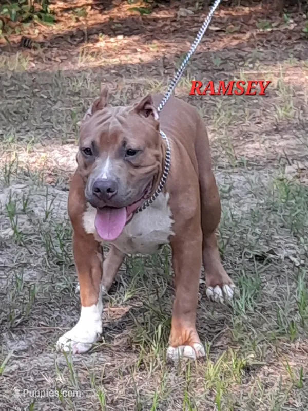 RAMSEY – American Bully puppy for sale in Moultrie, GA