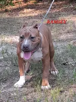 RAMSEY, a male American Bully for sale in Moultrie, GA – 1 of 10