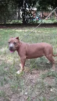RAMSEY, a male American Bully for sale in Moultrie, GA – 3 of 8