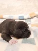 MERCEDES, a female American Bully for sale in Moultrie, GA – Photo 2 of 5