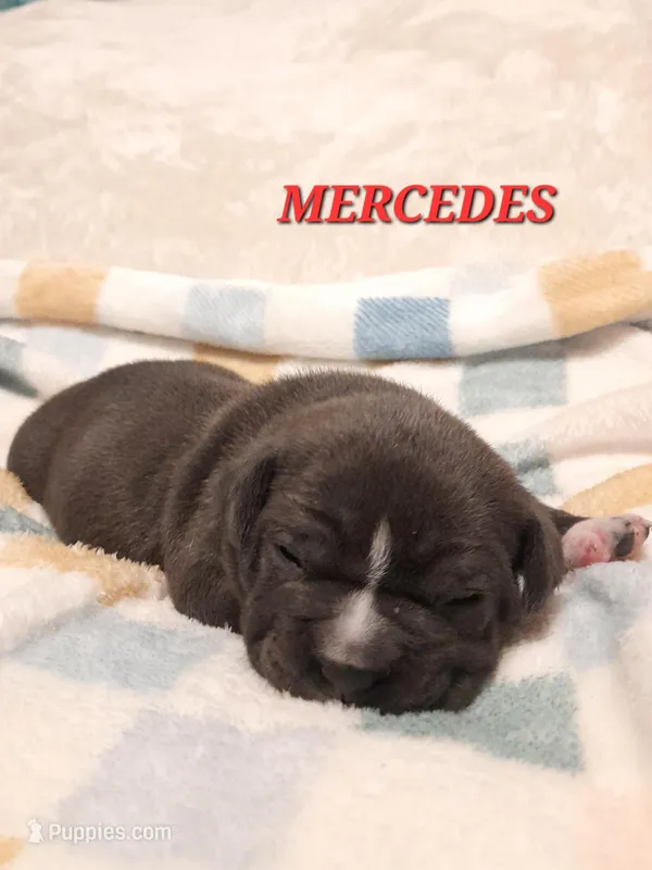 MERCEDES – American Bully puppy for sale in Moultrie, GA