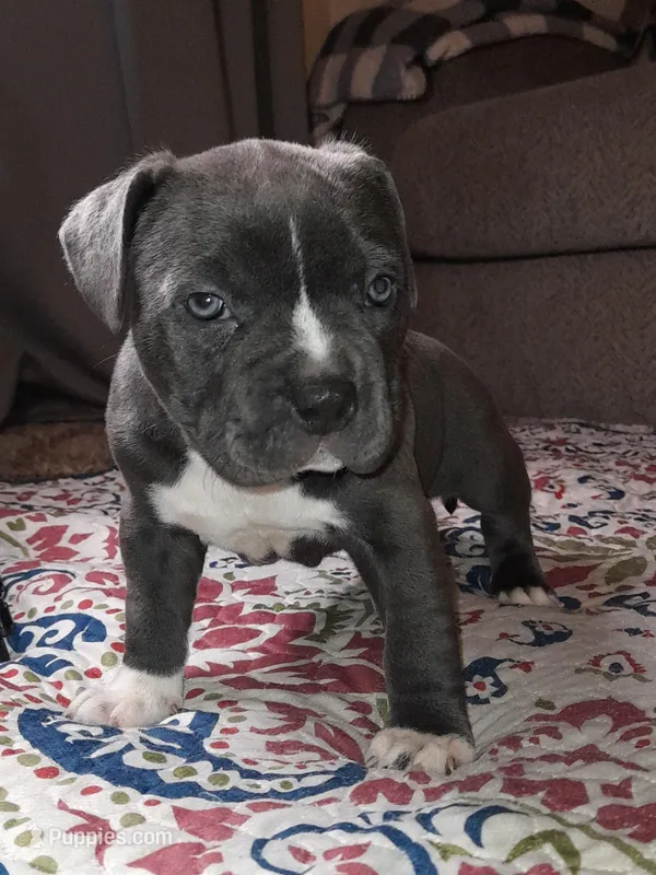 MERCEDES – American Bully puppy for sale in Moultrie, GA