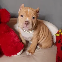 GORGEOUS, a female American Bully for sale in Moultrie, GA – Photo 5 of 10