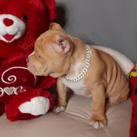 GORGEOUS, a female American Bully for sale in Moultrie, GA – Photo 3 of 10