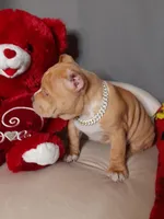 GORGEOUS, a female American Bully for sale in Moultrie, GA – Photo 3 of 10