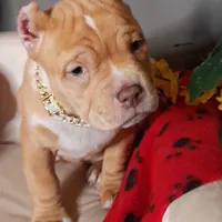 GORGEOUS, a female American Bully for sale in Moultrie, GA – Photo 6 of 10