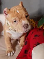 GORGEOUS, a female American Bully for sale in Moultrie, GA – Photo 6 of 10