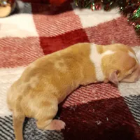 GORGEOUS, a female American Bully for sale in Moultrie, GA – Photo 2 of 10