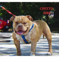 GORGEOUS, a female American Bully for sale in Moultrie, GA – Photo 7 of 10