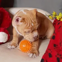 GORGEOUS, a female American Bully for sale in Moultrie, GA – Photo 4 of 10