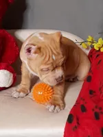 GORGEOUS, a female American Bully for sale in Moultrie, GA – Photo 4 of 10