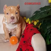 GORGEOUS, a female American Bully for sale in Moultrie, GA – Photo 1 of 10