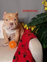 GORGEOUS, a female American Bully for sale in Moultrie, GA – Photo 1 of 10