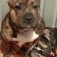 GORGEOUS, a female American Bully for sale in Moultrie, GA – Photo 9 of 10