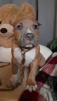RAMSEY, a male American Bully for sale in Moultrie, GA – 2 of 5
