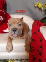 SIMBA, a male American Bully for sale in Moultrie, GA – Photo 4 of 9